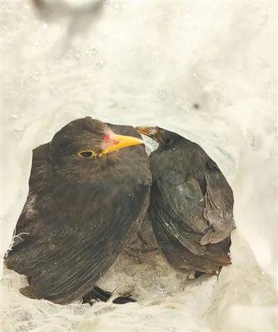 皇冠信用網账号开通_西安再表态：绝不姑息、彻底斩断、严肃追责