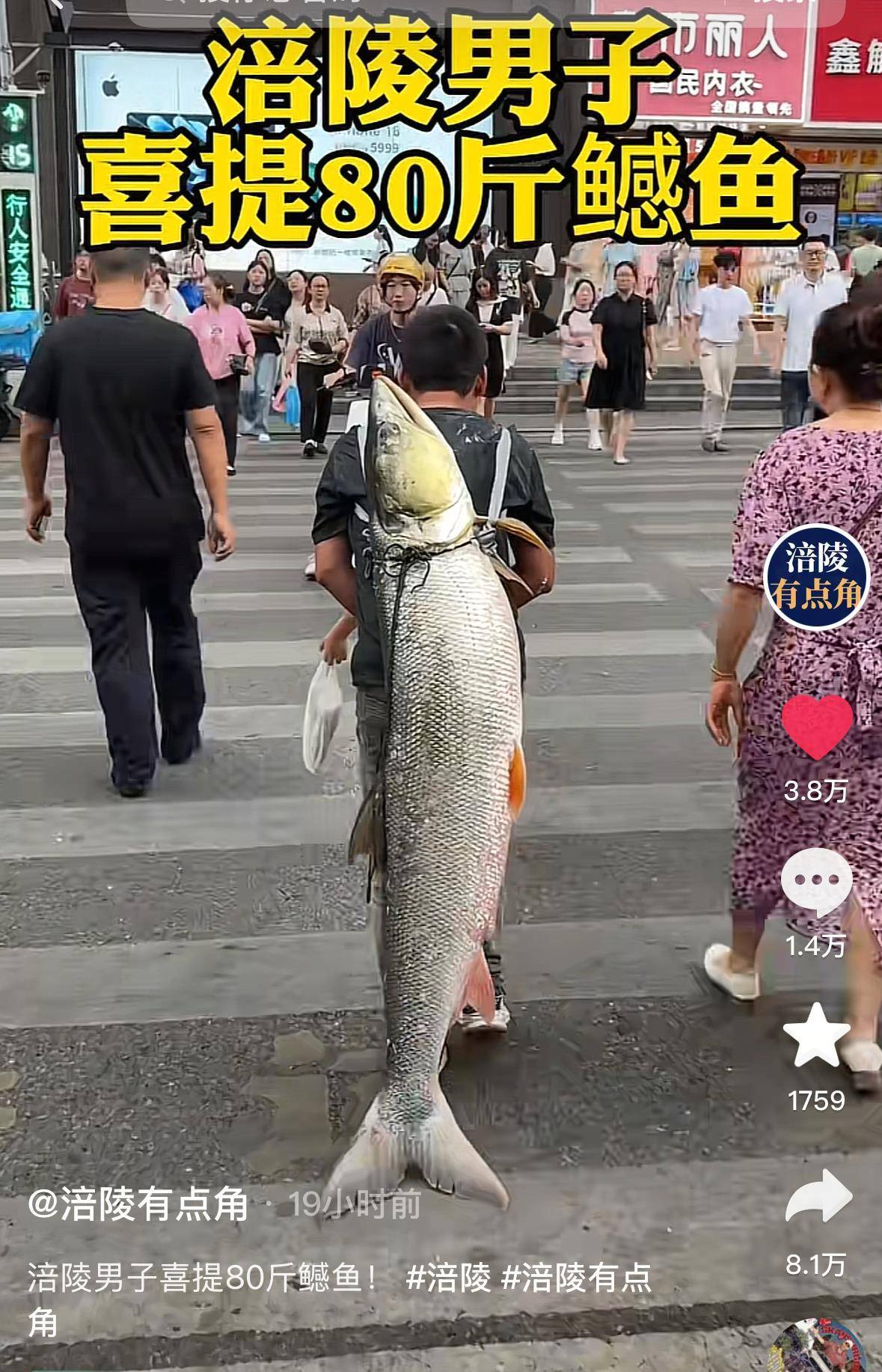 皇冠代理网 | 重庆一男子钓上79斤鳡鱼后皇冠代理网，背着鱼在闹市当“显眼包”穿行20分钟，本人：有1.64米长