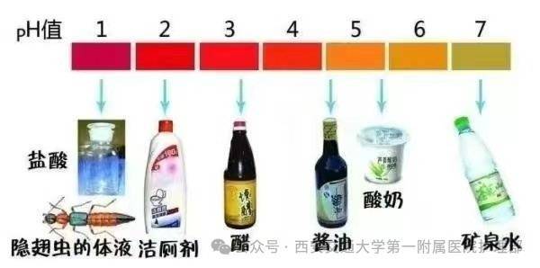 皇冠信用盘_西安多区发现隐翅虫？千万别拍皇冠信用盘！毒液堪比硫酸