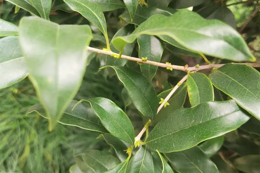 皇冠信用網代理如何注册_上海天气大反转!雨水+冷空气来袭皇冠信用網代理如何注册,气温将骤降...“差不多行了,再热就不礼貌了”