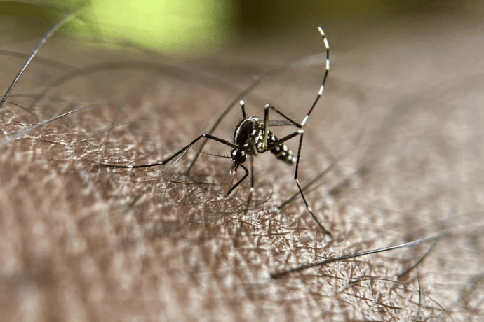 皇冠信用盘庄家_巴西蚊子工厂准备投产:每周生产1.9亿只蚊子