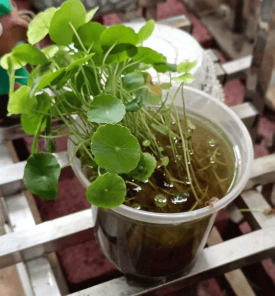 皇冠信用网账号注册_家里的这几个地方皇冠信用网账号注册，正悄悄“养”出花斑蚊！快自查→