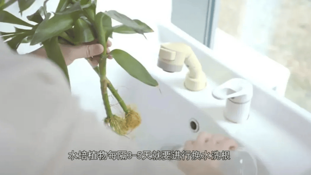 皇冠信用网账号注册_家里的这几个地方皇冠信用网账号注册，正悄悄“养”出花斑蚊！快自查→