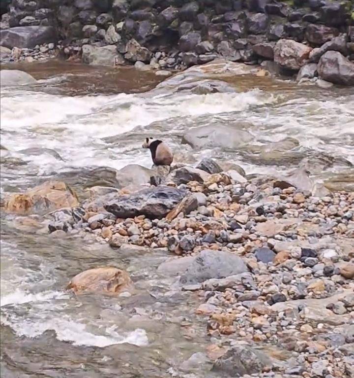 皇冠信用网代理注册_游客在陕西龙吟峡偶遇大熊猫过河皇冠信用网代理注册,景区:系纯野生秦岭大熊猫,今年首次发现