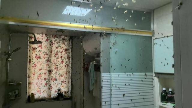 皇冠信用网代理_惊皇冠信用网代理！空置两个月的房子竟被蜜蜂当成了 “豪华别墅”