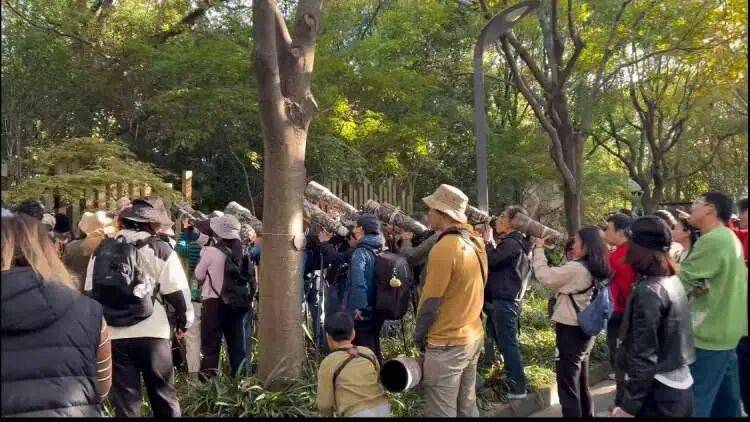 皇冠足球平台代理申请_百年罕见！首次在上海被目击皇冠足球平台代理申请，有人专门从北京“打飞的”赶来