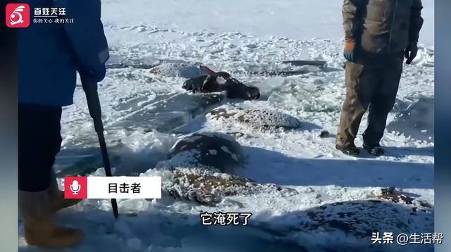 洲际附加赛2组_黑龙江一水库冰面下发现13匹冰冻马洲际附加赛2组，主人：马扎堆喝水坠落淹死，当天零下二三十度
